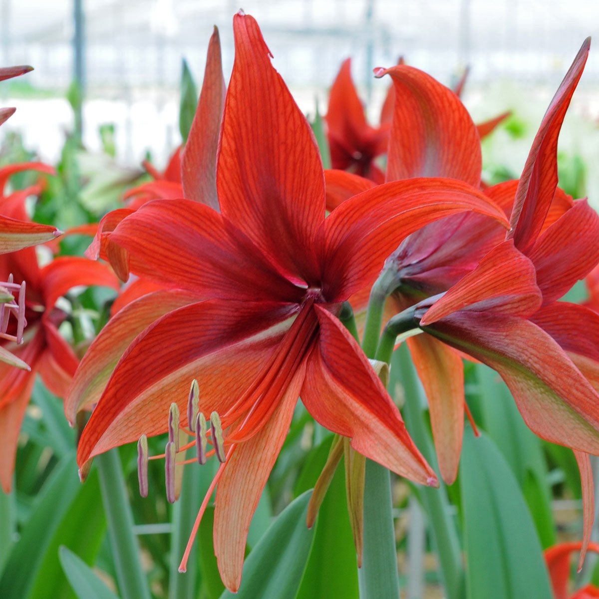 Amaryllis Bogota - rode amaryllis - Fluwel