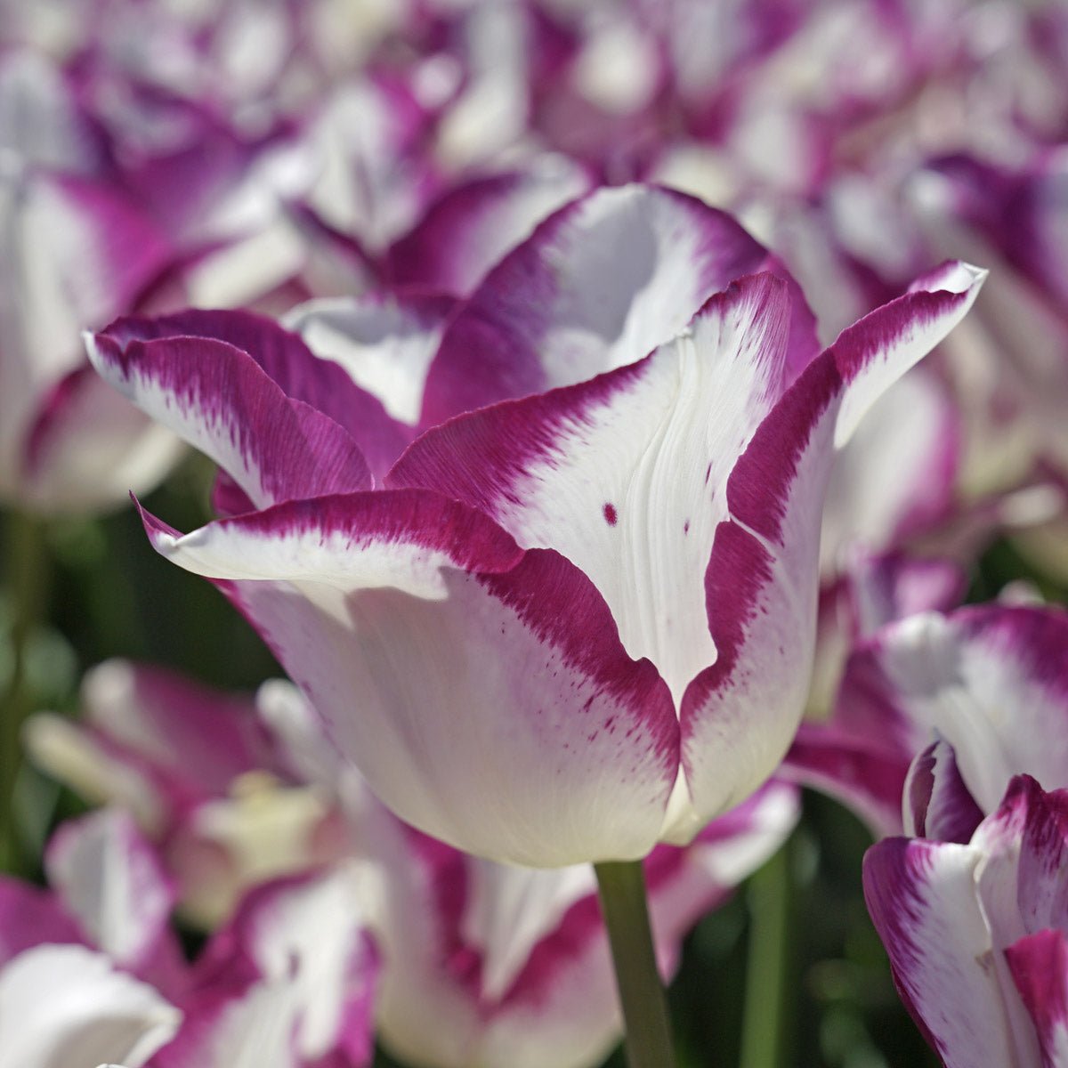 Affair - Tulips - Fluwel