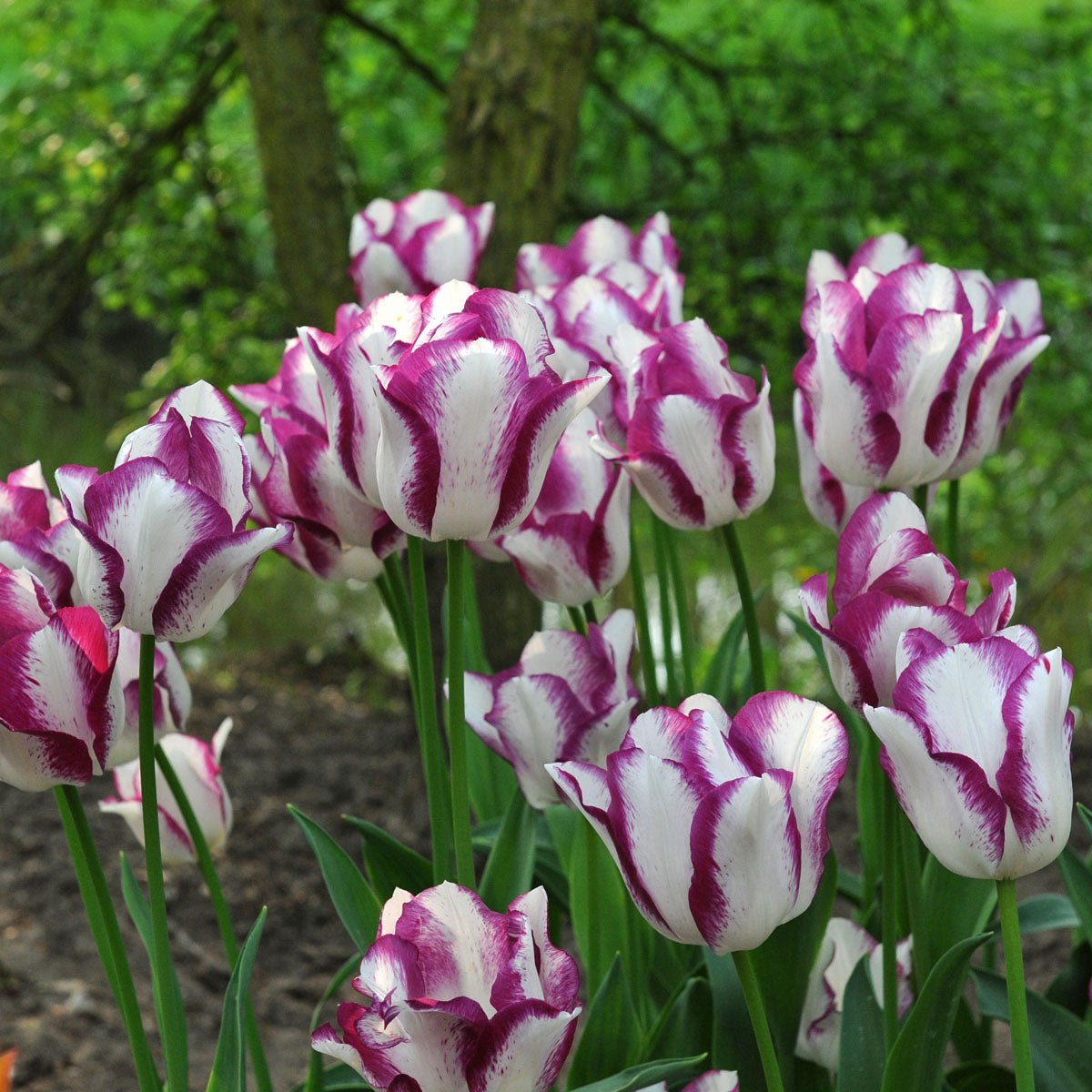 Affair - Tulips - Fluwel