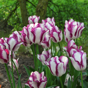 Affair - Tulips - Fluwel