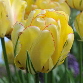 Akebono - Tulips - Fluwel