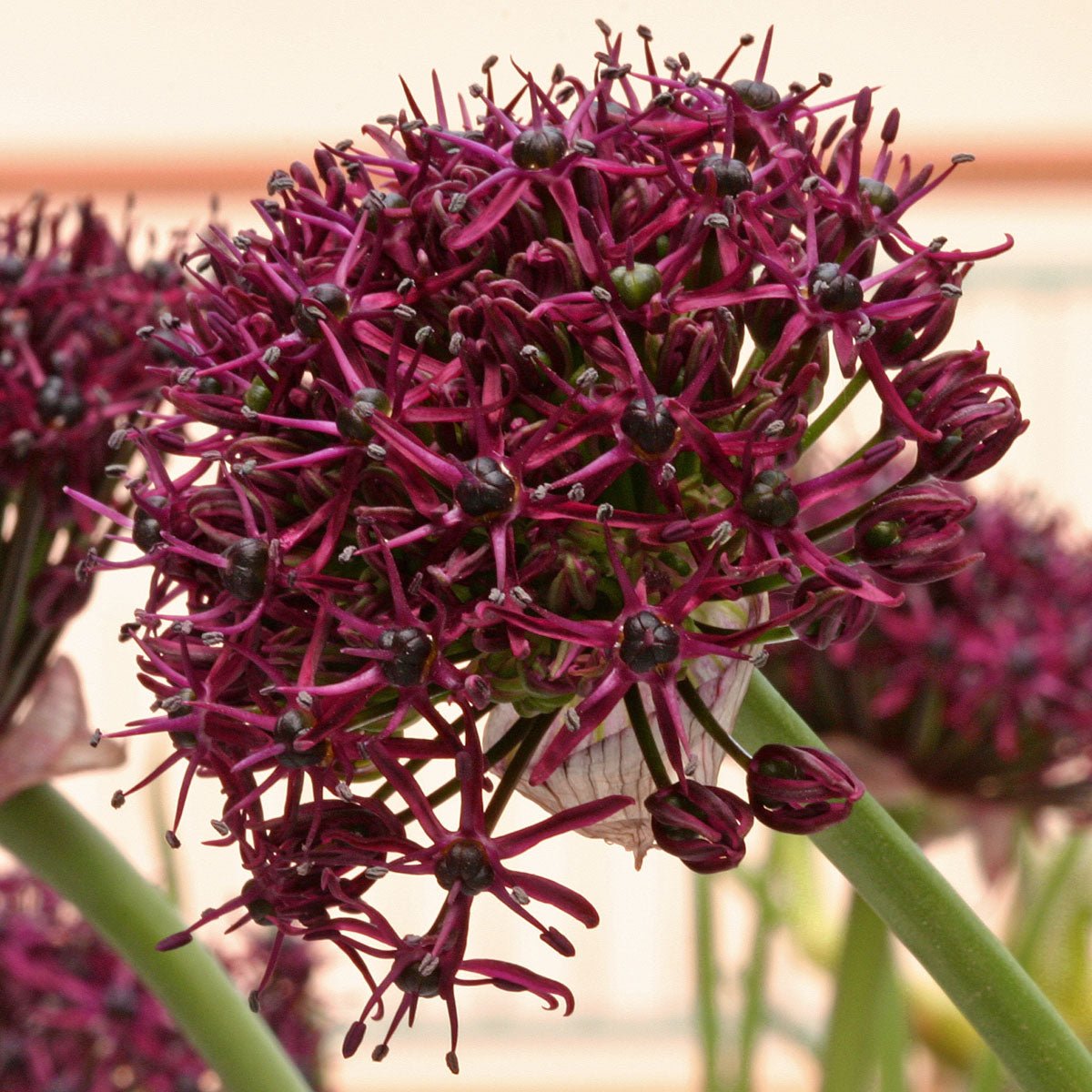 Allium atropurpureum - Alliums - Fluwel