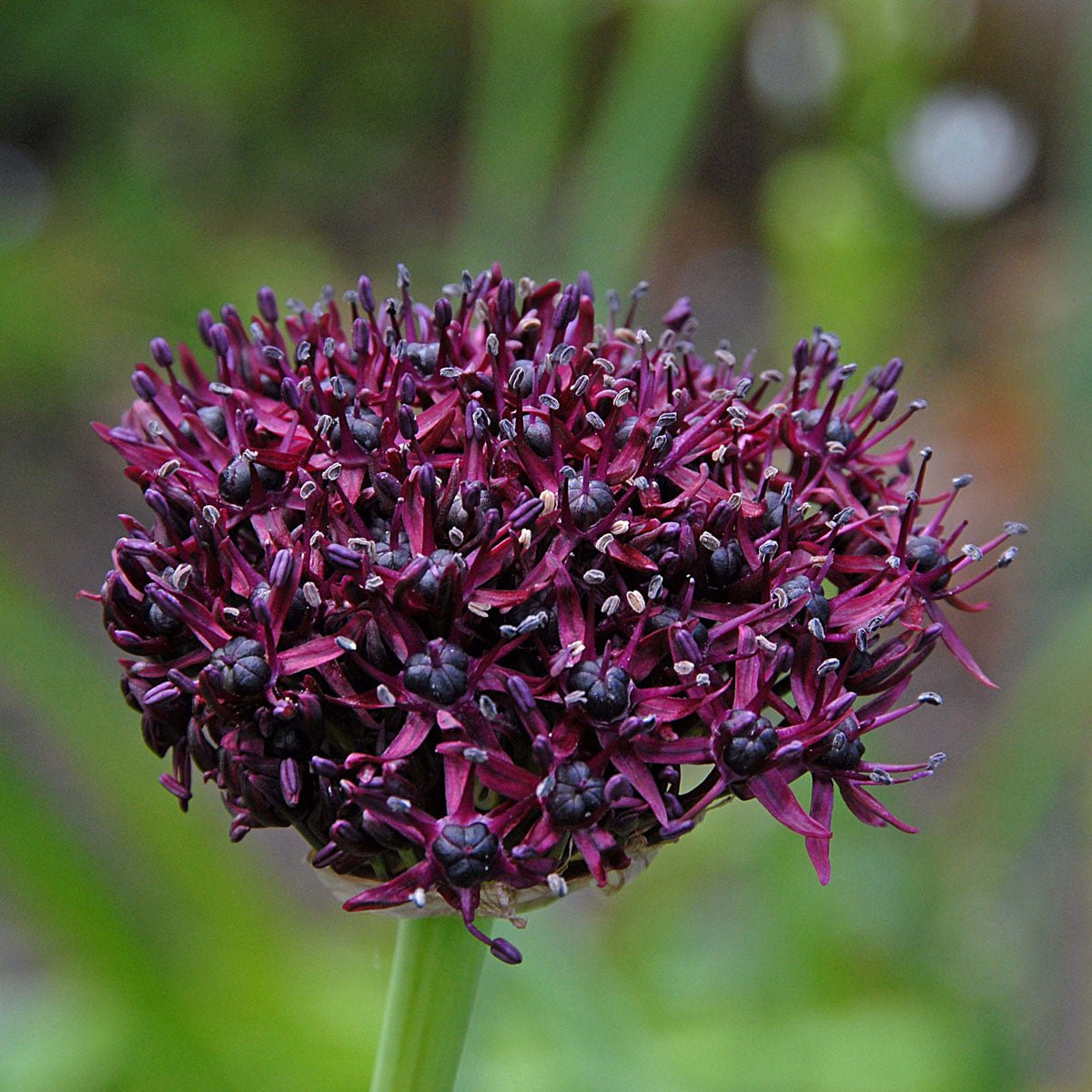 Allium atropurpureum - Alliums - Fluwel