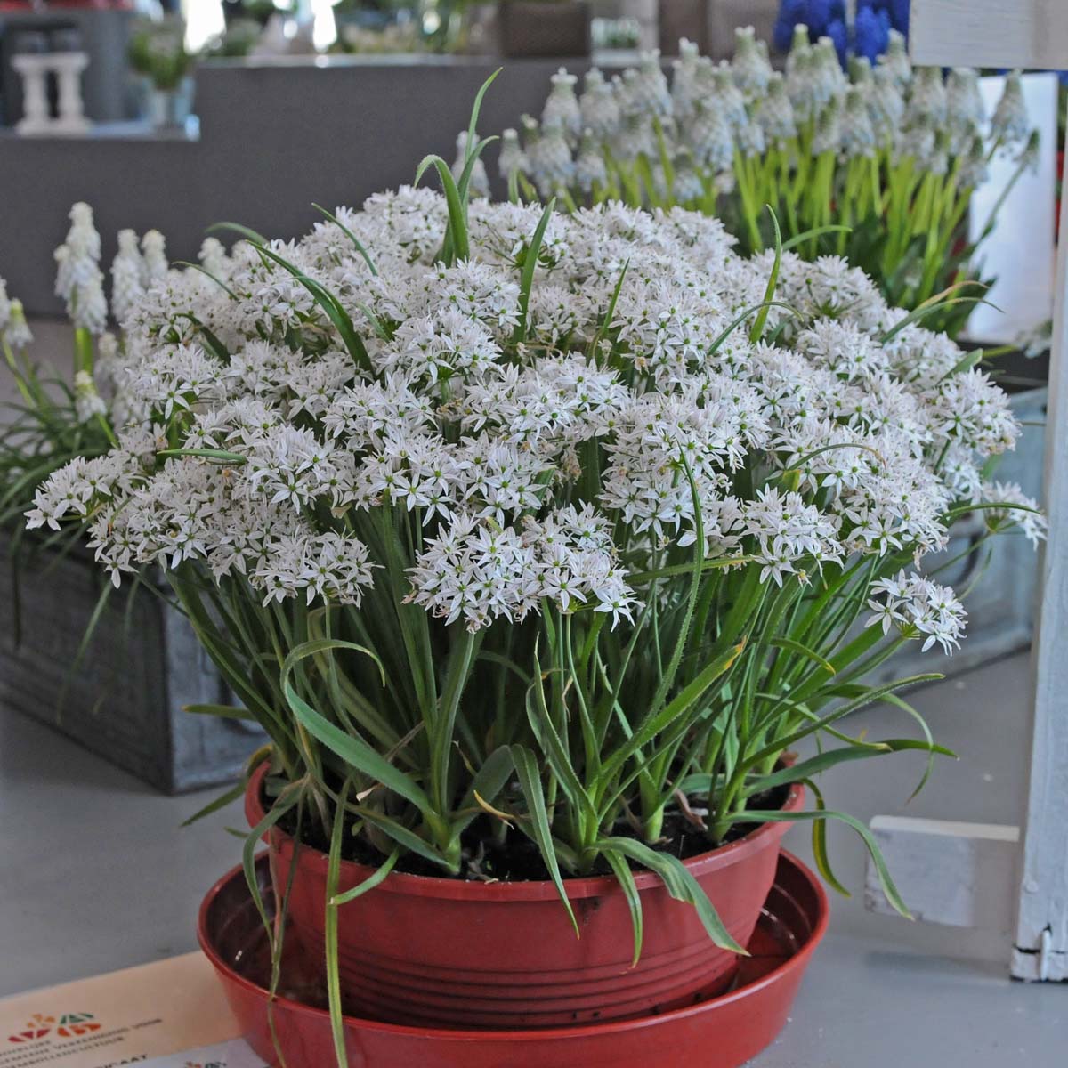 Allium Cameleon - Alliums - Fluwel