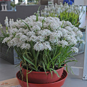 Allium Cameleon - Alliums - Fluwel