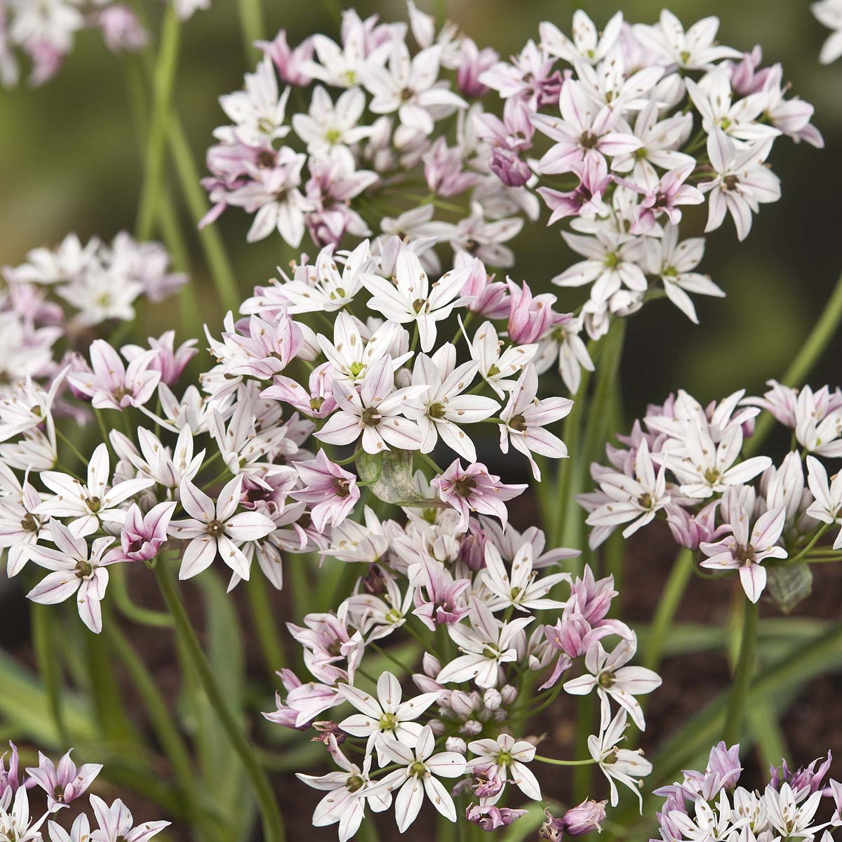 Allium Cameleon - Alliums - Fluwel