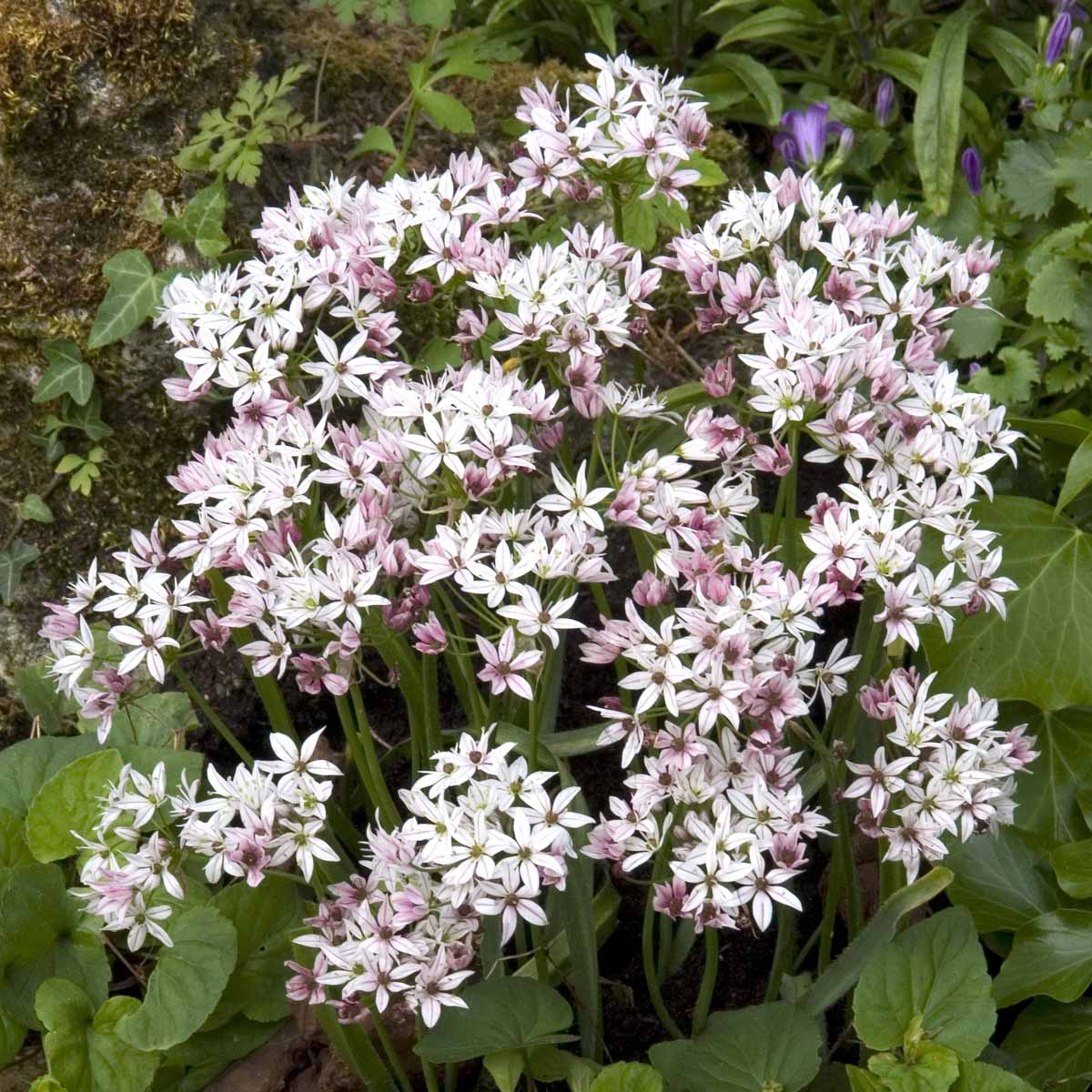 Allium Cameleon - Alliums - Fluwel