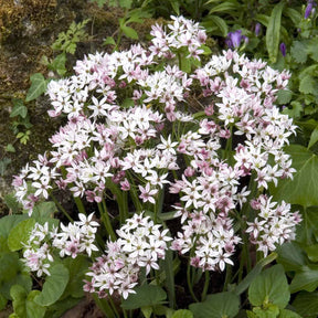 Allium Cameleon - Alliums - Fluwel