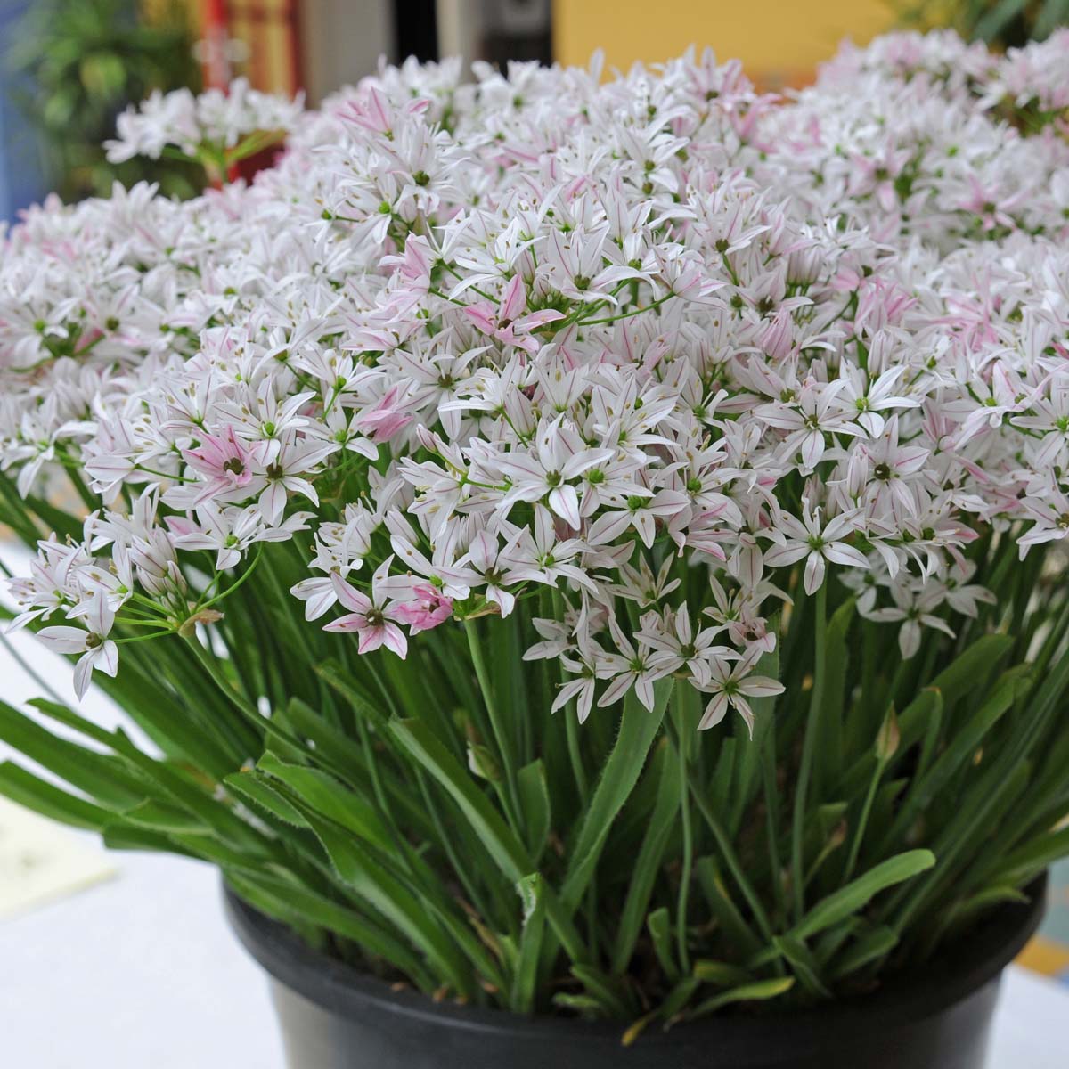 Allium Cameleon - Alliums - Fluwel