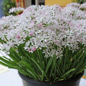 Allium Cameleon - Alliums - Fluwel