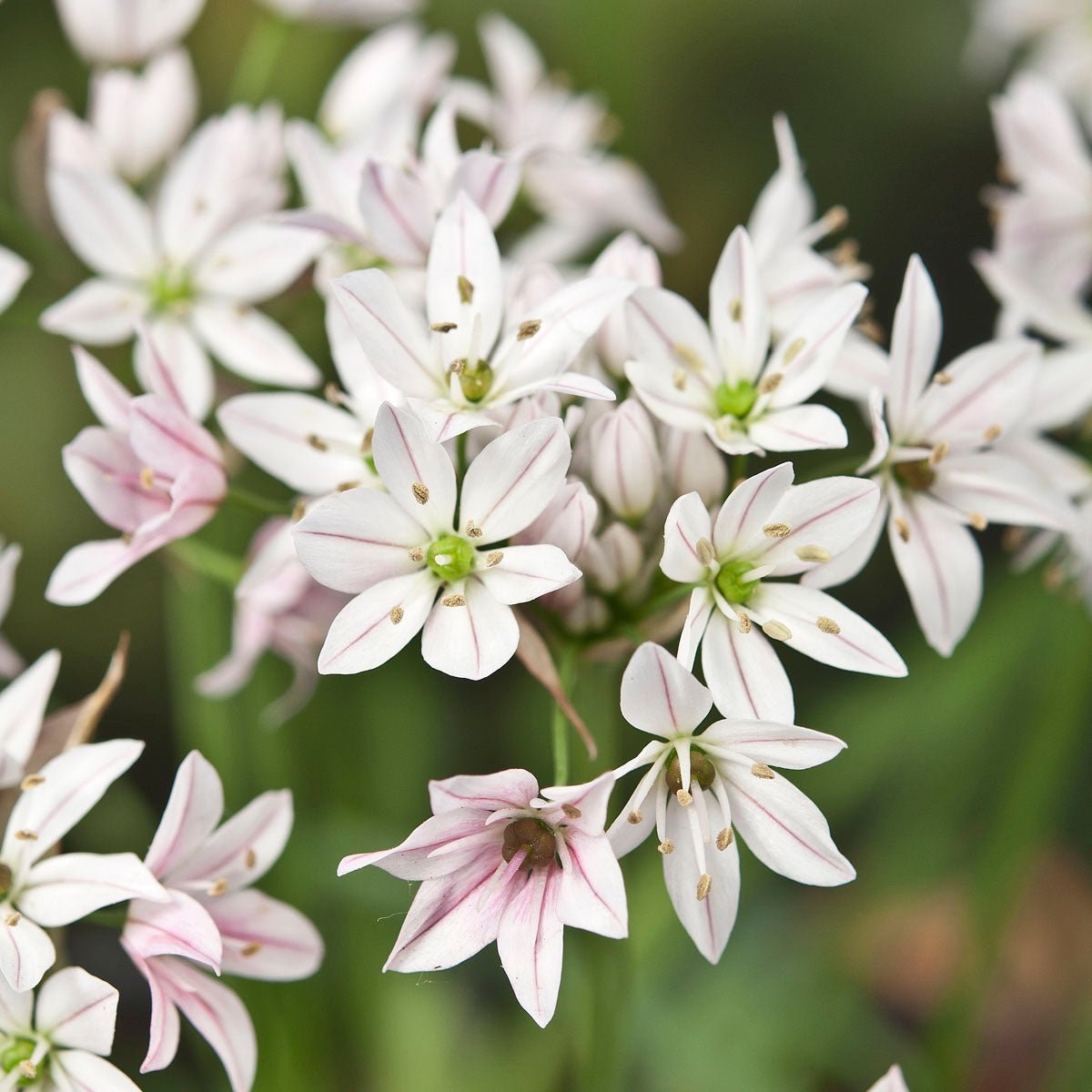 Allium Cameleon - Alliums - Fluwel