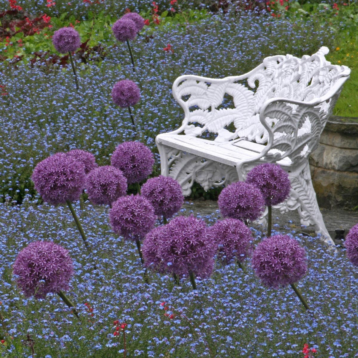 Allium Globemaster - paarse allium - Fluwel