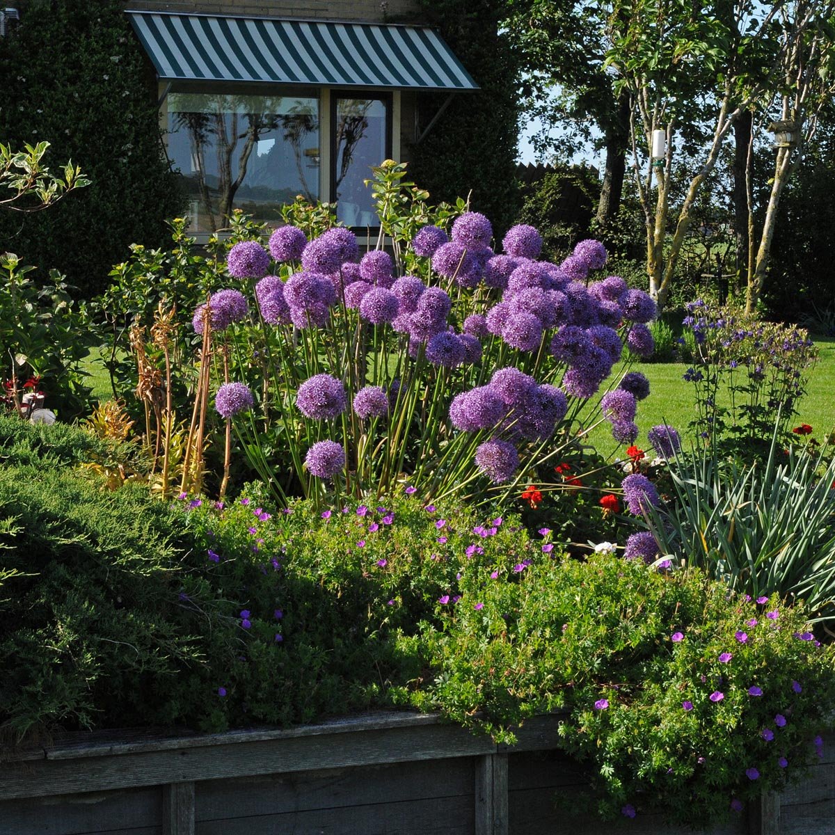 Allium Globemaster - paarse allium - Fluwel