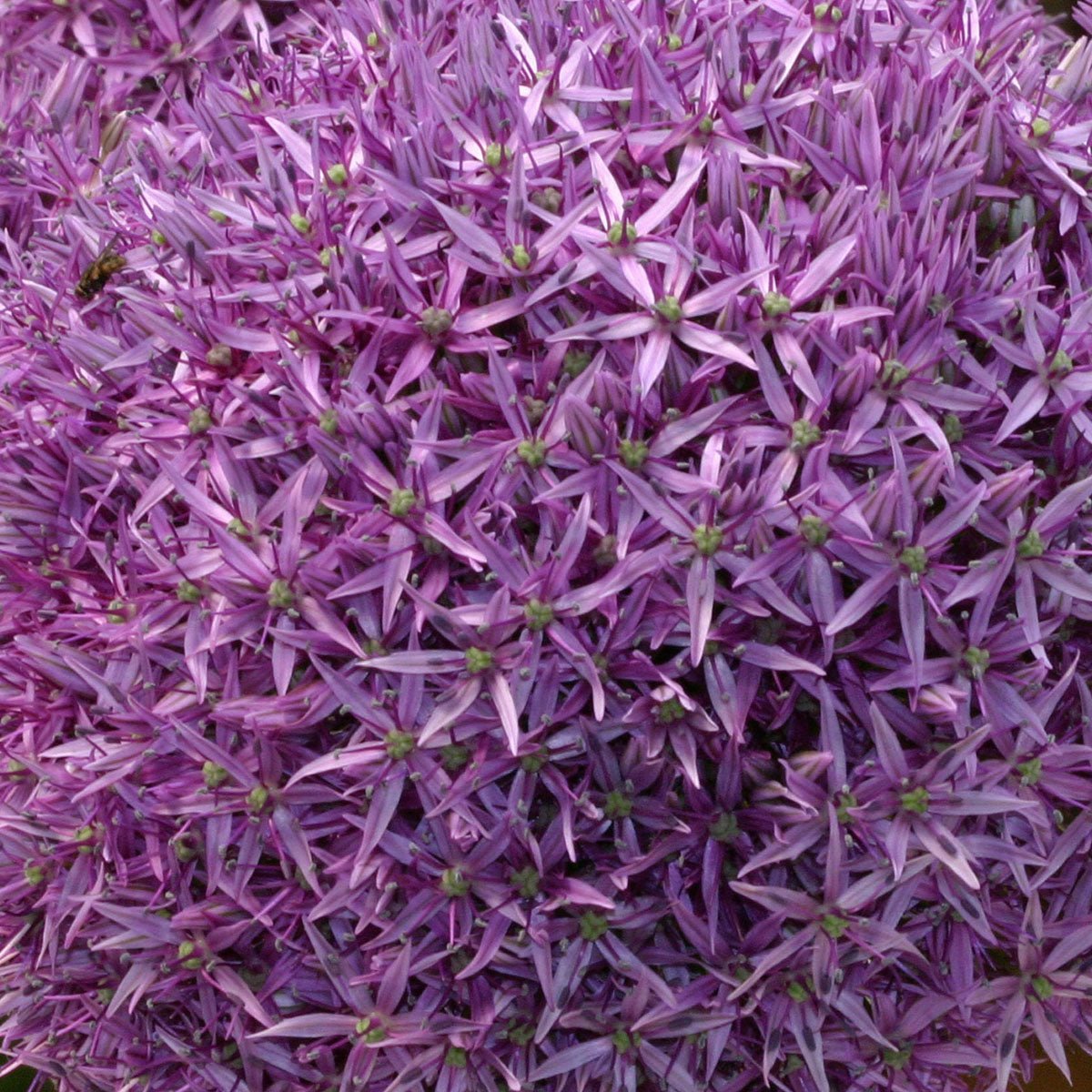 Allium Globemaster - paarse allium - Fluwel