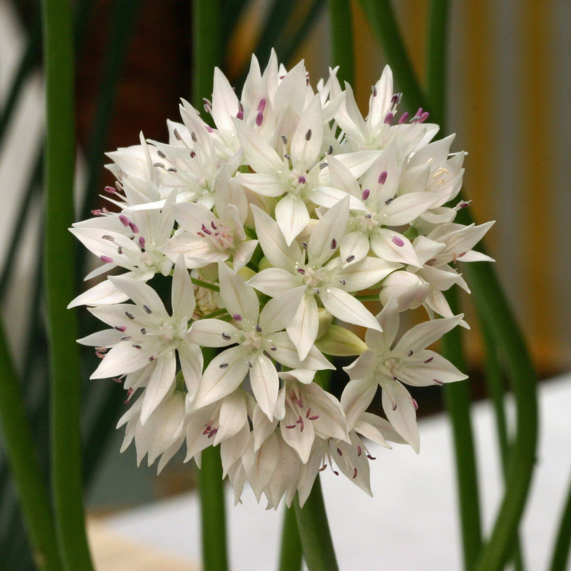 Allium Graceful Beauty - witte allium - Fluwel