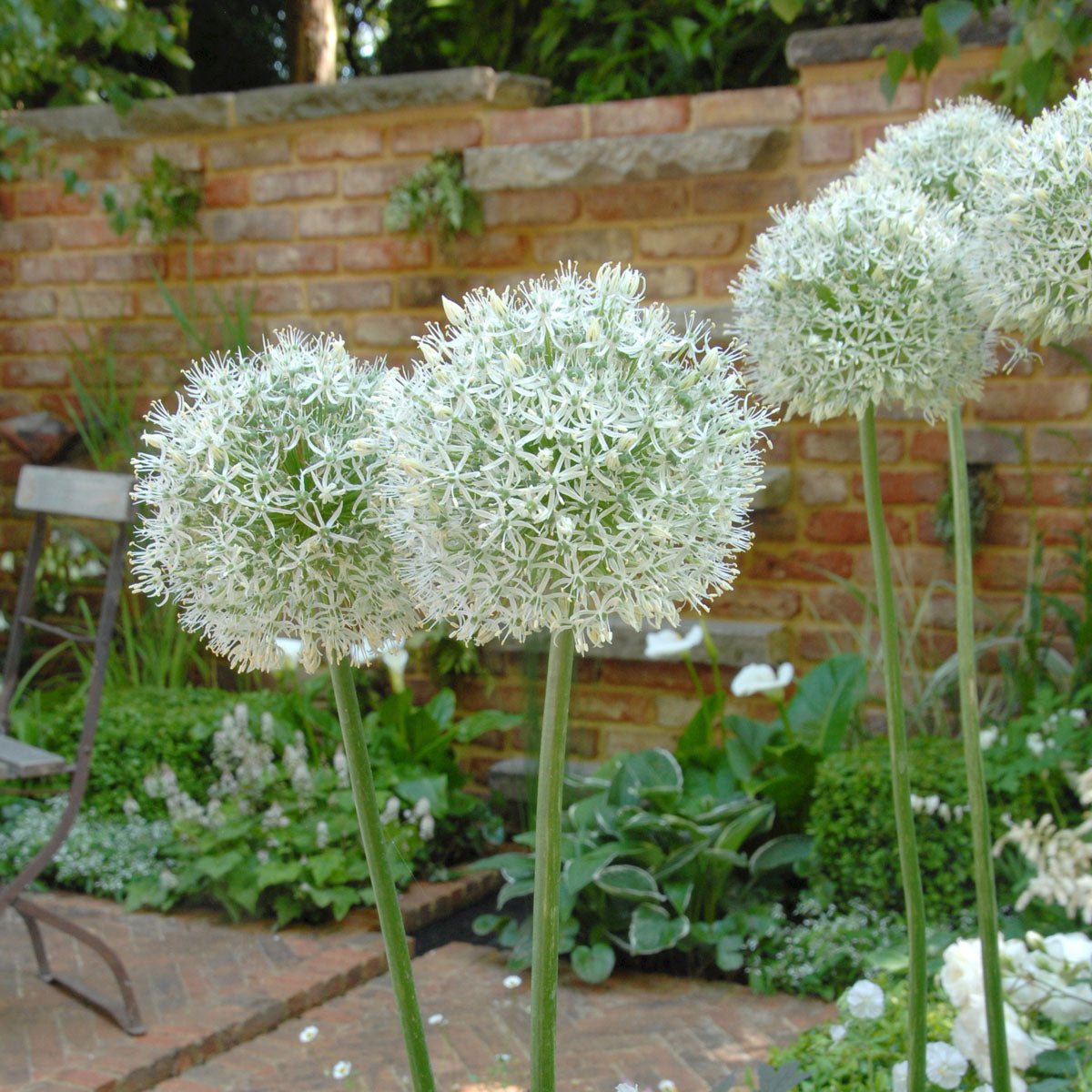 Allium Mount Everest - witte allium - Fluwel