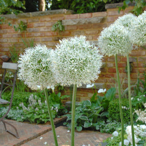 Allium Mount Everest - Alliums - Fluwel