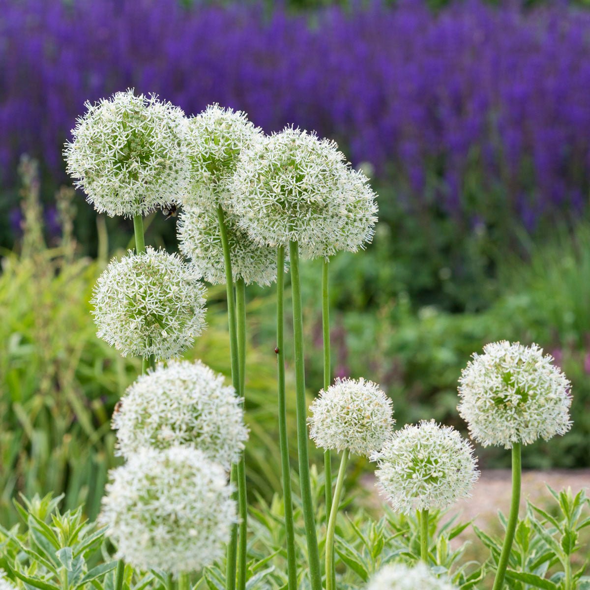 Allium Mount Everest - witte allium - Fluwel