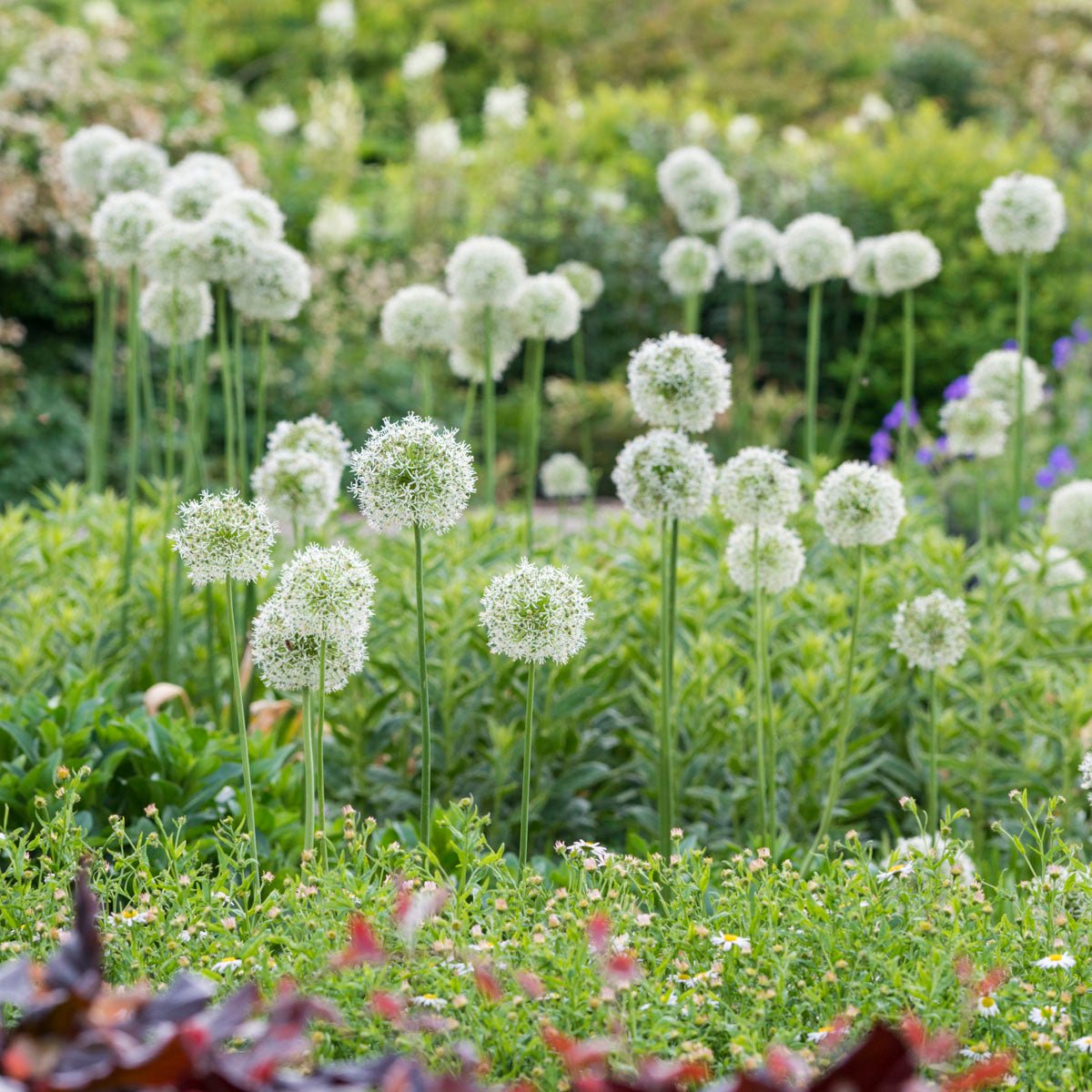 Allium Mount Everest - witte allium - Fluwel