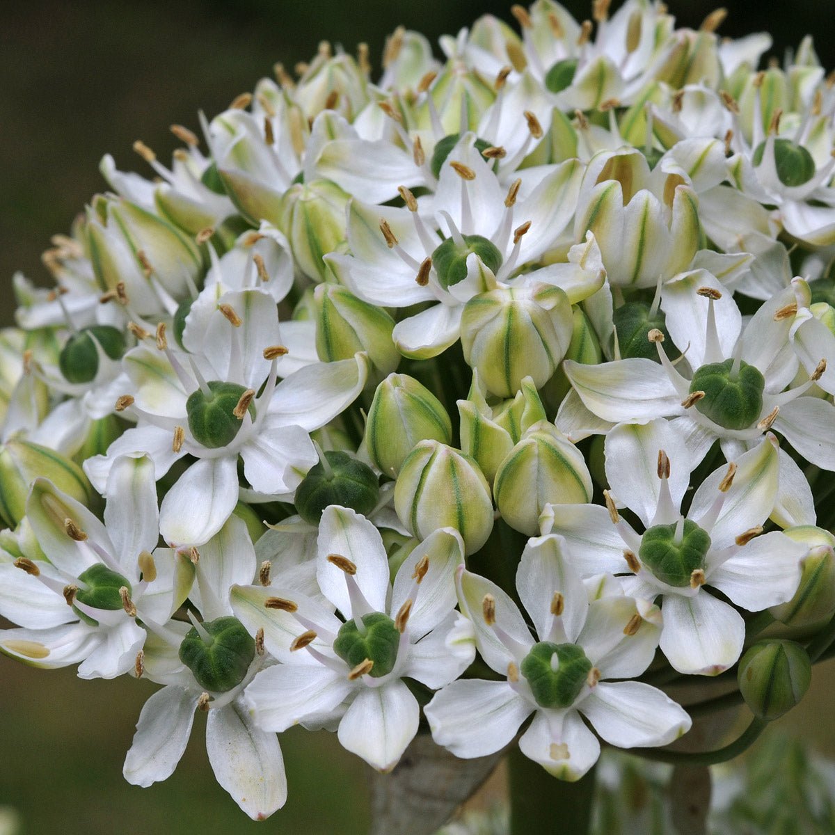 Allium nigrum - witte allium - Fluwel