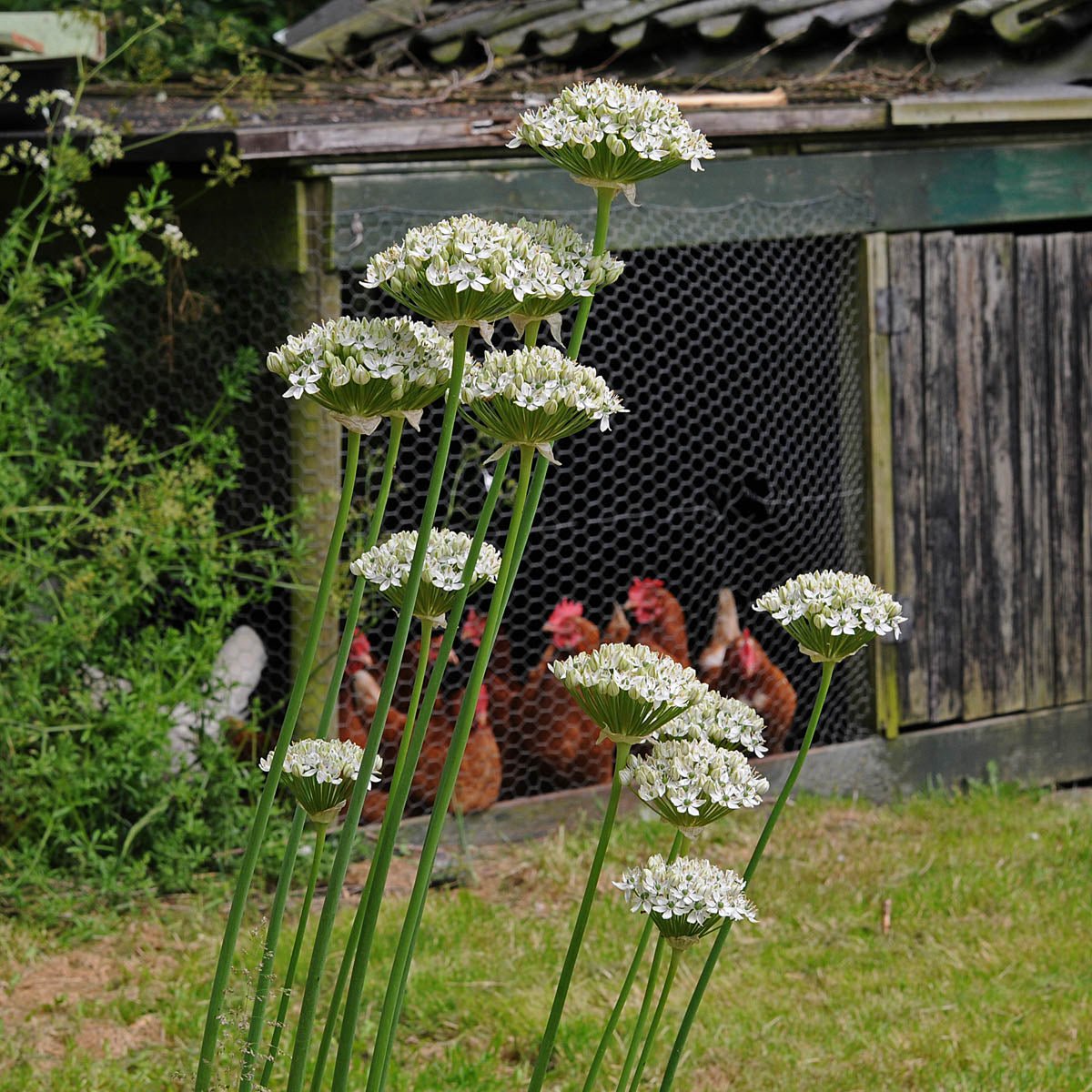 Allium nigrum - witte allium - Fluwel