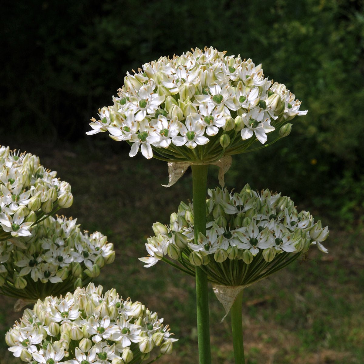 Allium nigrum - Alliums - Fluwel