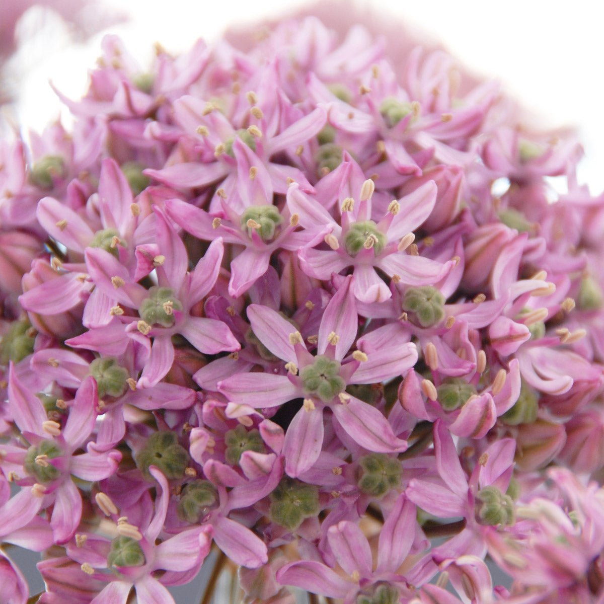 Allium Pink Jewel - roze allium - Fluwel