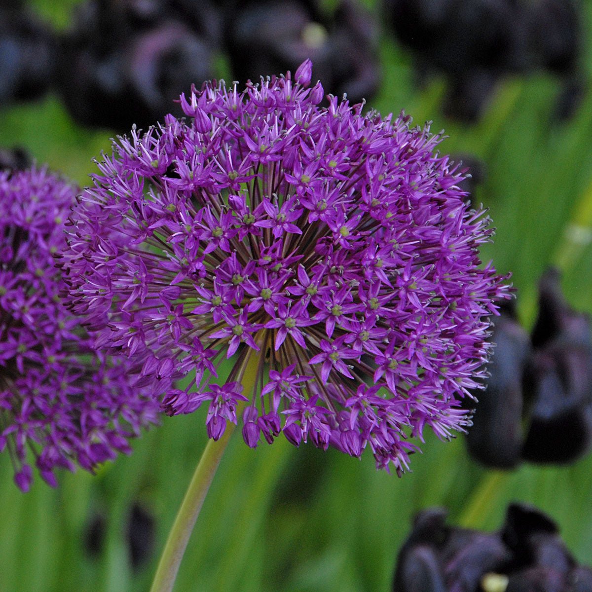 Allium Purple Sensation - Alliums - Fluwel