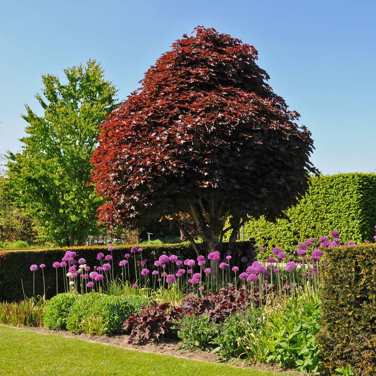 Allium Purple Sensation - paarse allium - Fluwel