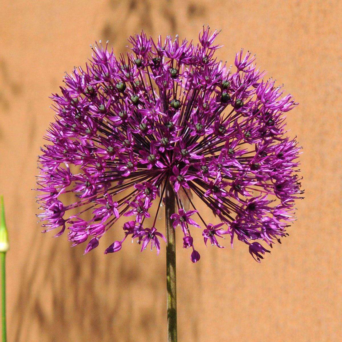 Allium Purple Sensation - paarse allium - Fluwel
