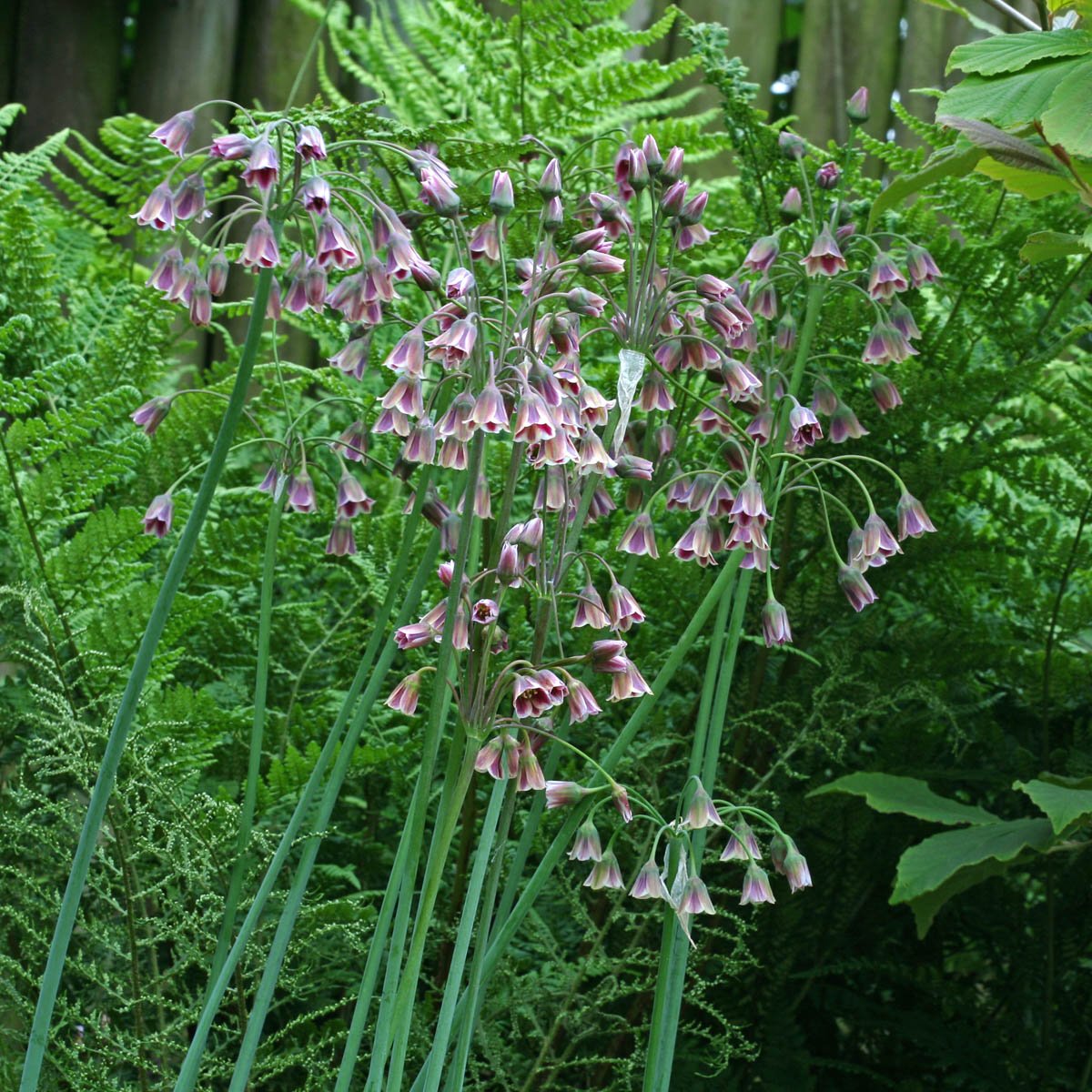 Allium siculum - Alliums - Fluwel