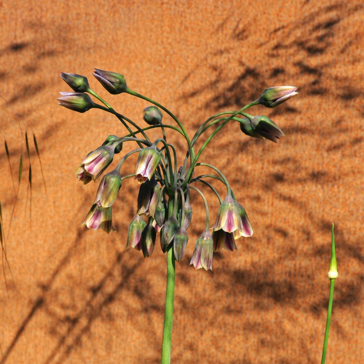 Allium siculum - roze allium - Fluwel