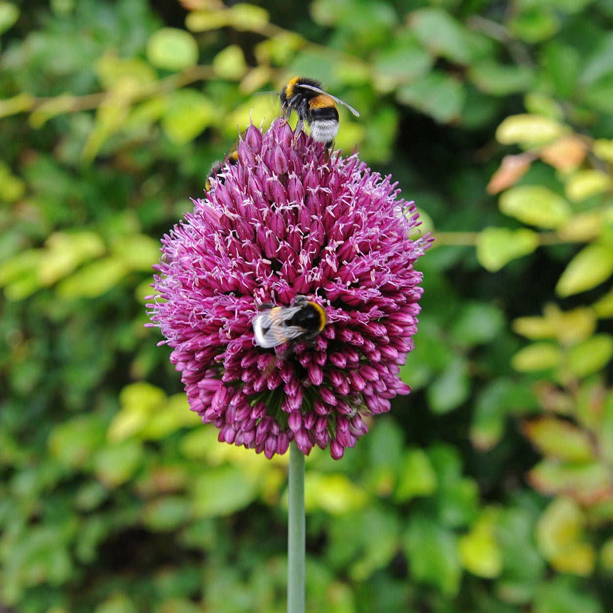Allium sphaerocephalon - Alliums - Fluwel