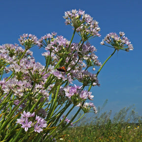 Allium unifolium - Alliums - Fluwel