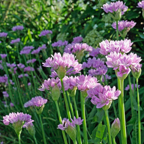 Allium unifolium - Alliums - Fluwel