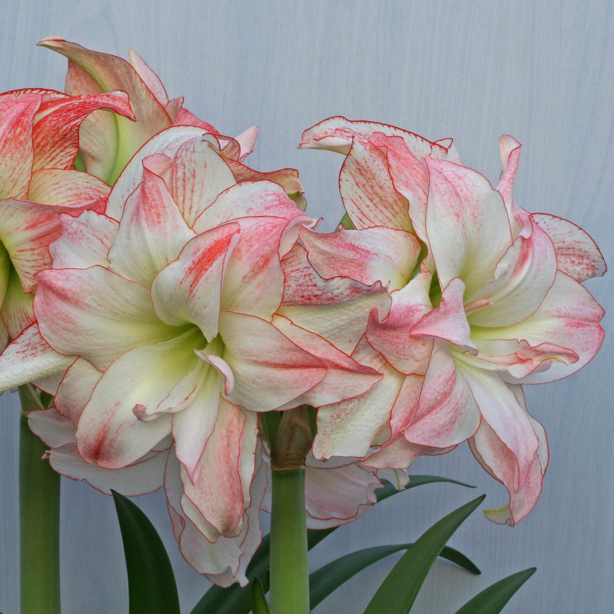 Amaryllis Aphrodite - meerkleurige amaryllis - Fluwel