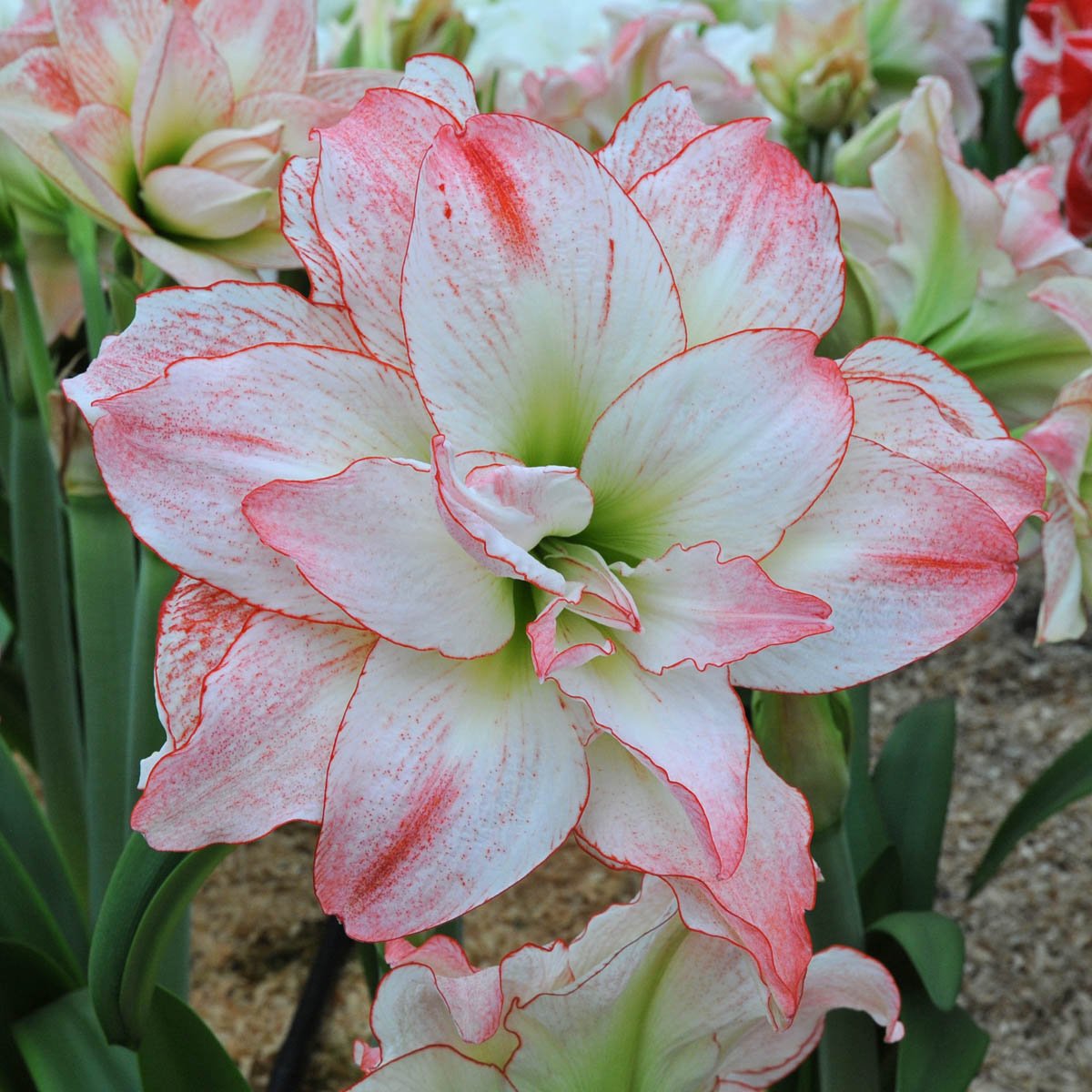 Amaryllis Aphrodite - meerkleurige amaryllis - Fluwel