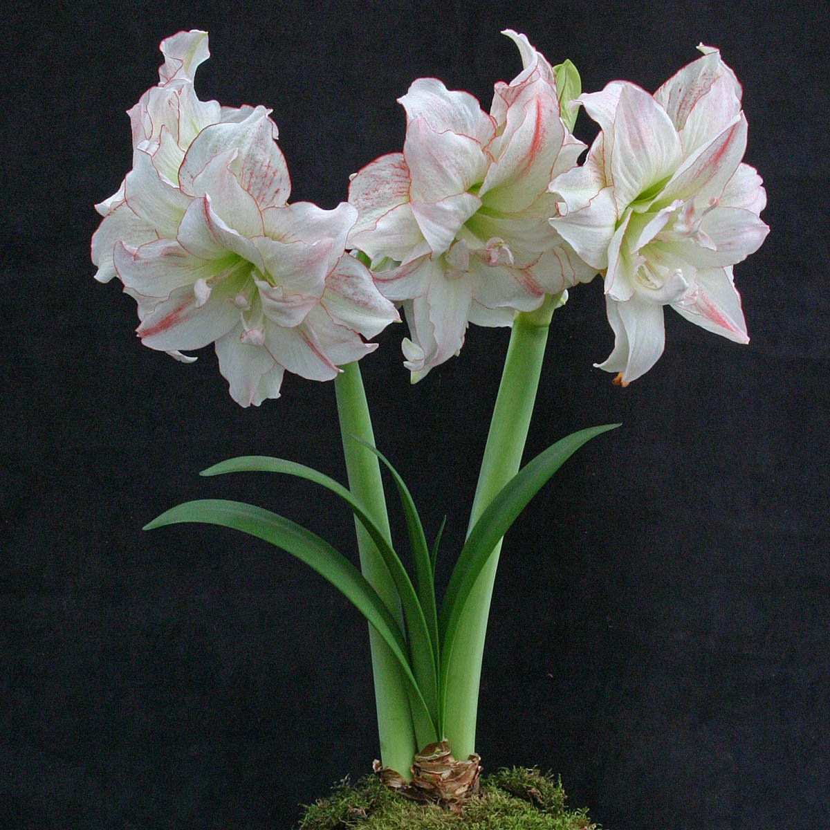 Amaryllis Aphrodite - meerkleurige amaryllis - Fluwel