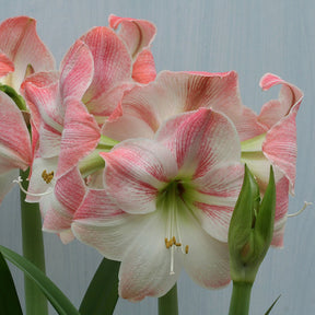 Amaryllis Apple Blossom - Amaryllis - Fluwel