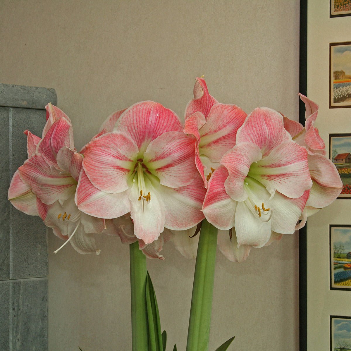 Amaryllis Apple Blossom - roze amaryllis - Fluwel