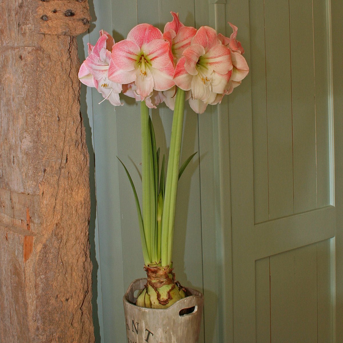 Amaryllis Apple Blossom - roze amaryllis - Fluwel