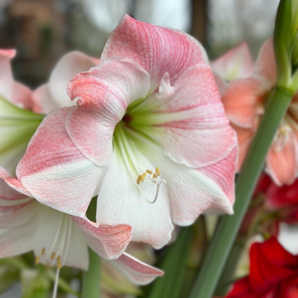 Amaryllis Apple Blossom - roze amaryllis - Fluwel