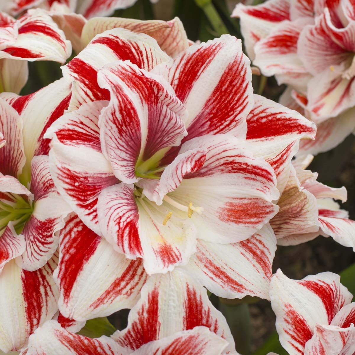 Amaryllis Bright Nymph - Amaryllis - Fluwel