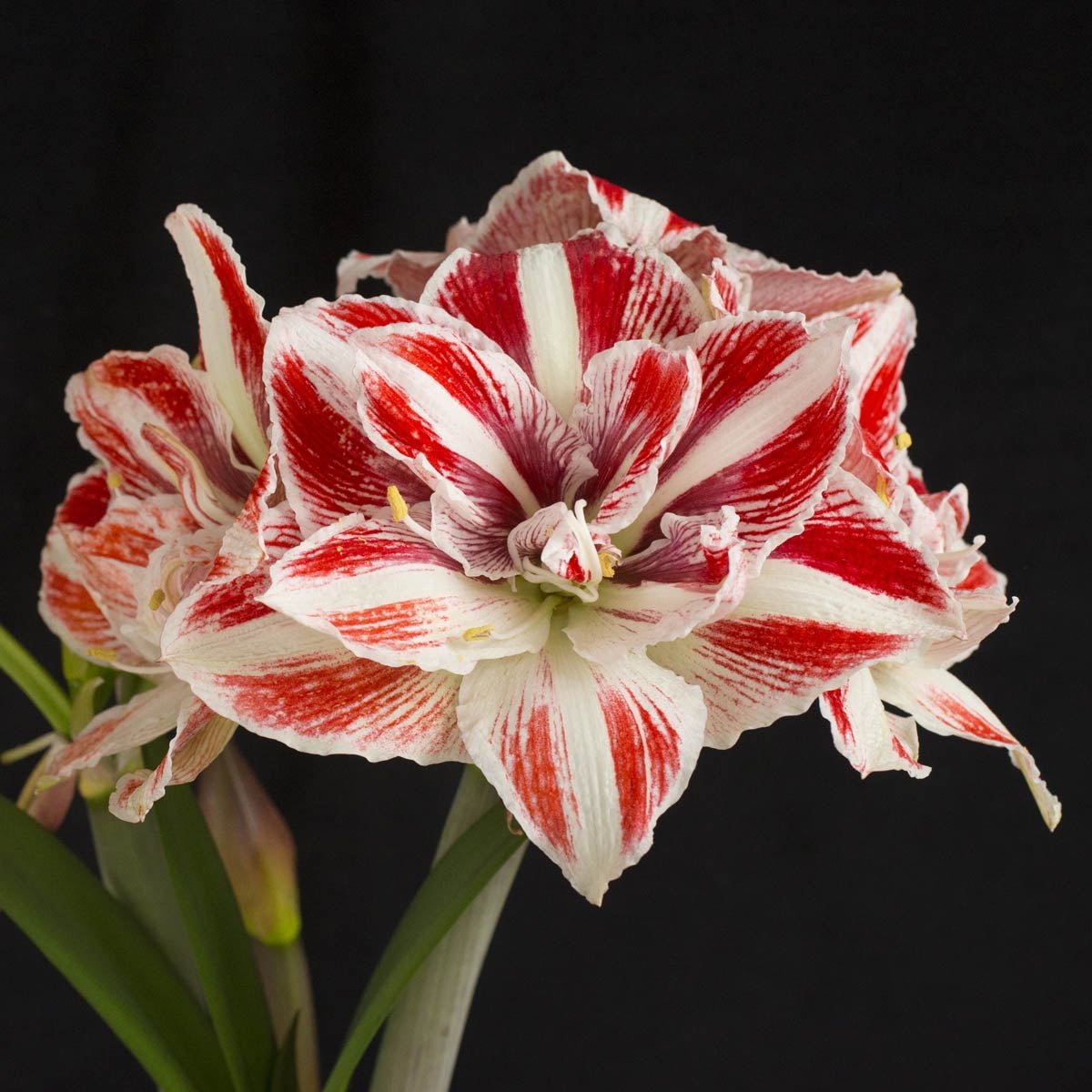 Amaryllis Bright Nymph - meerkleurige amaryllis - Fluwel