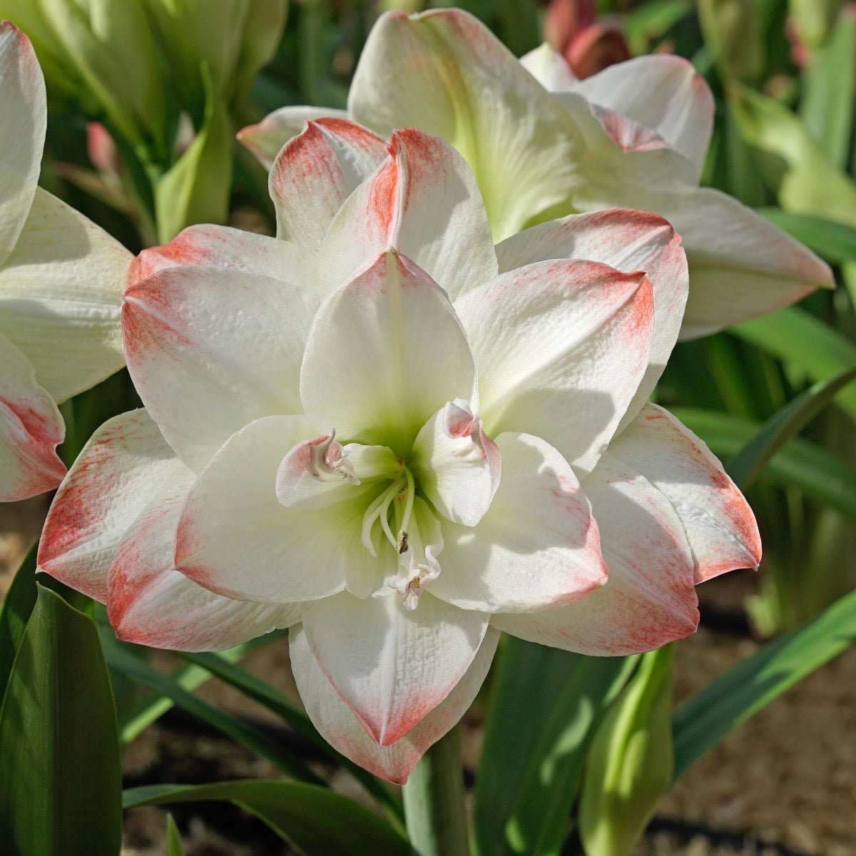 Amaryllis Candy Amadeus - Amaryllis - Fluwel