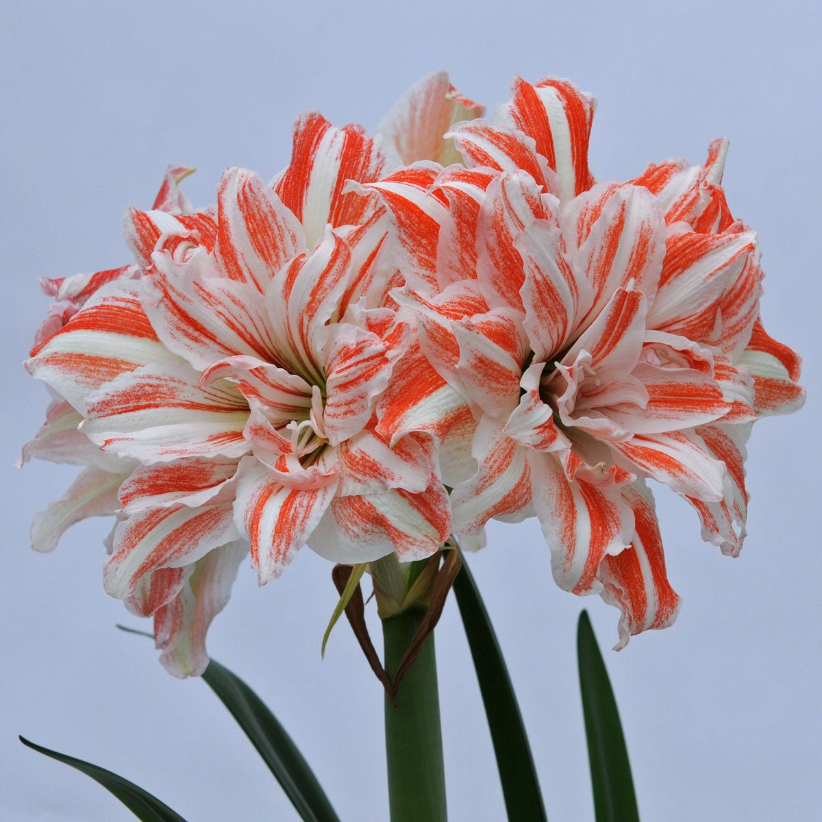Amaryllis Dancing Queen - meerkleurige amaryllis - Fluwel