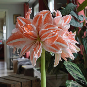 Amaryllis Dancing Queen - Amaryllis - Fluwel