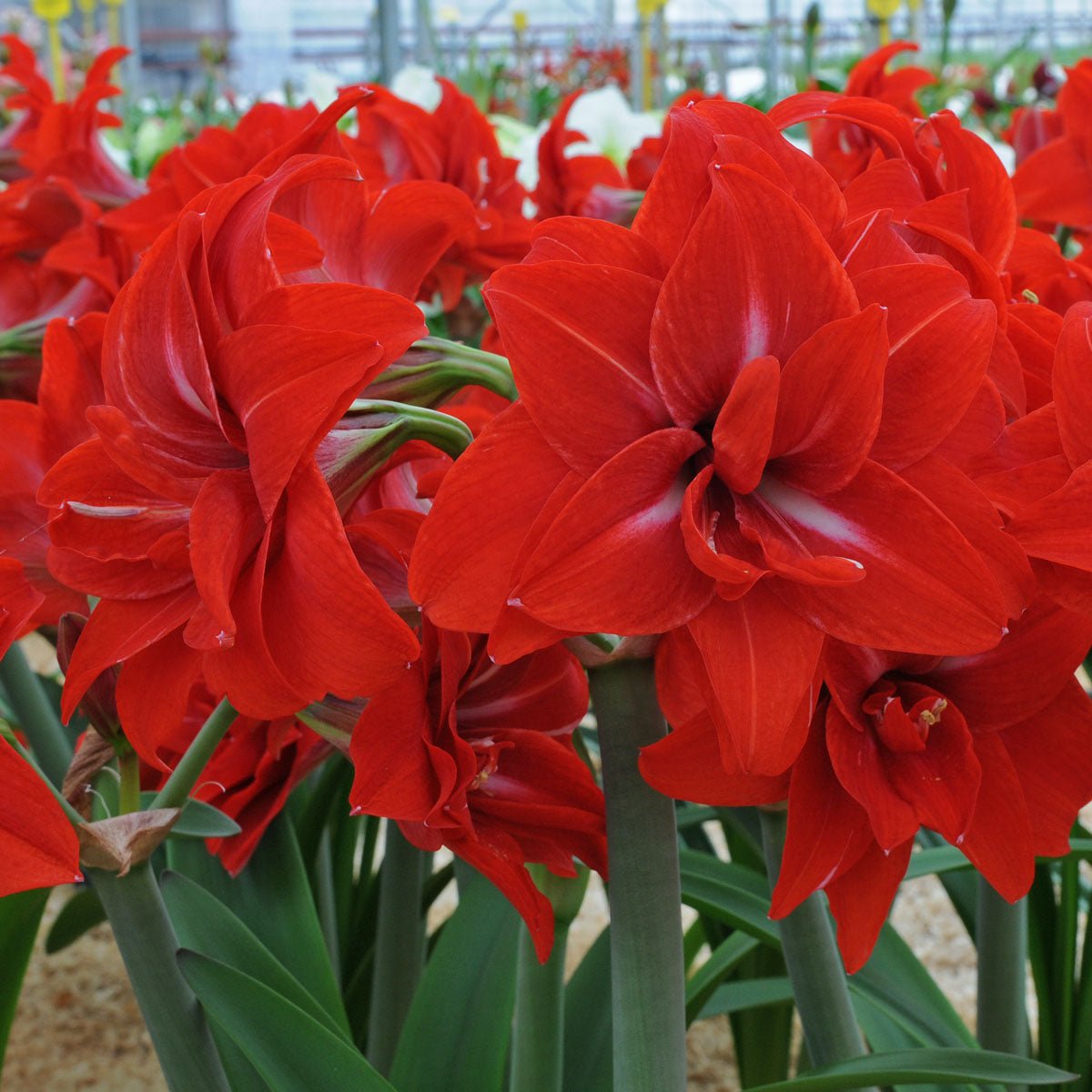 Amaryllis Double Delicious - rode amaryllis - Fluwel