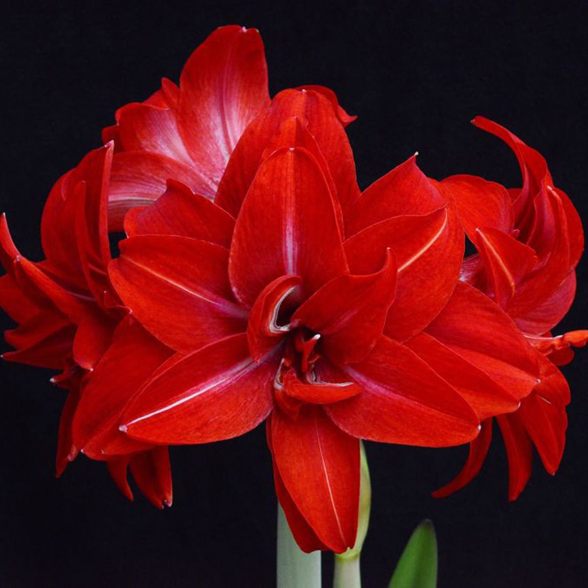 Amaryllis Double Delicious - rode amaryllis - Fluwel