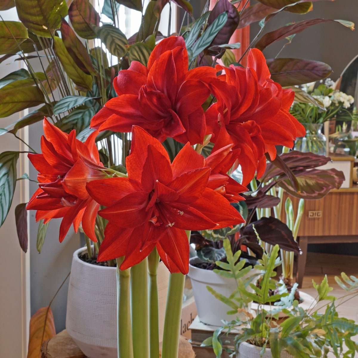 Amaryllis Double Delicious - rode amaryllis - Fluwel